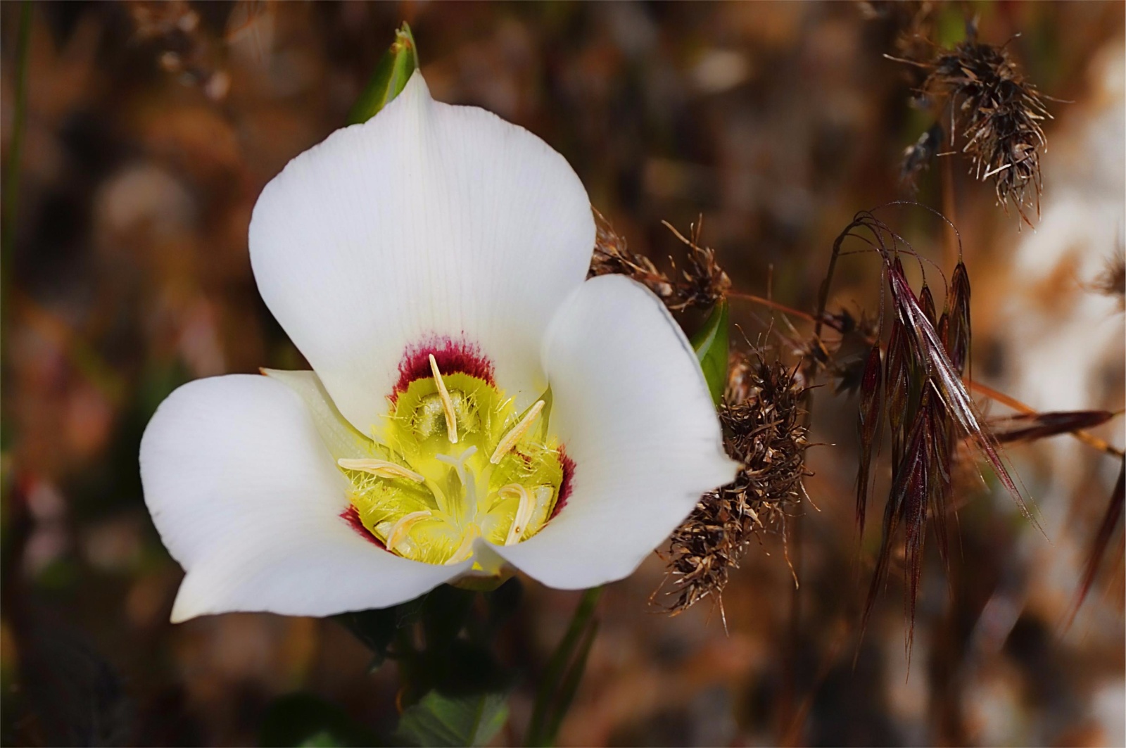 Sego Lily 4